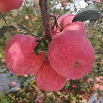 陕西洛川红富士苹果脆甜多汁新鲜水果一件整箱批发75#5斤装图3