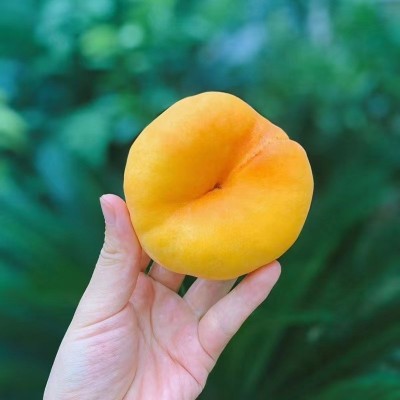 陕西黄金蟠桃新鲜水果毛蟠桃黄桃水蜜桃非黄金油蟠桃批发一件代发图4