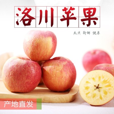 2023产地货源 【洛川红富士苹果】特大果新鲜水果应季水果批发图1