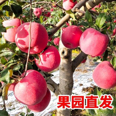 陕西红富士苹果非阿克苏苹果洛川红富士新鲜水果产地直发批发图2