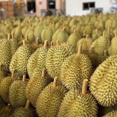 顺丰包邮新鲜采摘泰国金枕头榴莲软糯香甜带壳水果2-10斤一件批发图3