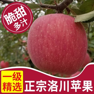 地直发陕西延安洛川红富士苹果5斤/10斤脆甜新鲜水果一件代发图3