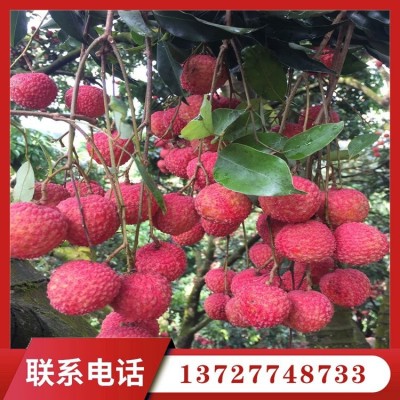 本地白糖罂荔枝 果场支持视频看货 全天快速发货图4
