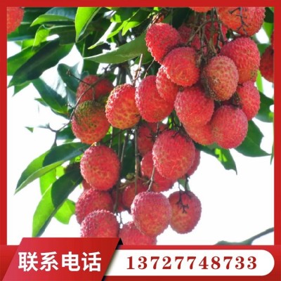 果之缘种植专业合作社出售批发各种品种荔枝 2000斤起批图3