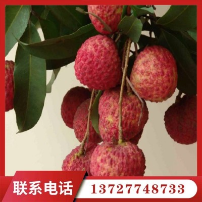 果之缘种植专业合作社出售批发各种品种荔枝 2000斤起批图2