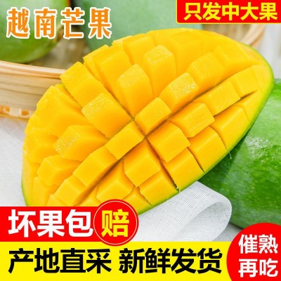 大青芒大芒果玉芒当季新鲜凯大芒果水果甜心芒带箱5斤图2