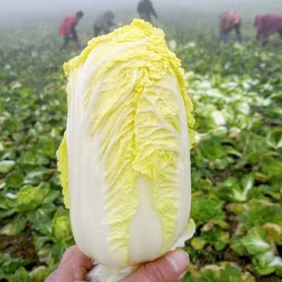 新鲜大白菜3/5斤包心大娃娃菜当季农家蔬菜青菜整棵箱特产批包邮图4