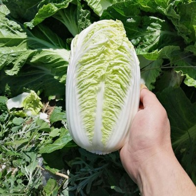 新鲜大白菜娃娃菜农家自种现摘即食时令蔬菜图2