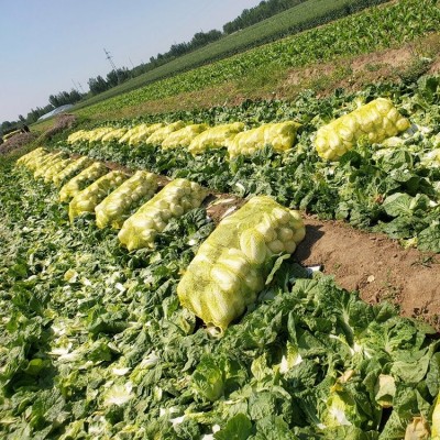 新鲜大白菜娃娃菜农家自种现摘即食时令蔬菜图4