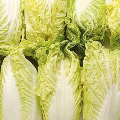 新鲜大白菜娃娃菜农家自种现摘即食时令蔬菜图3