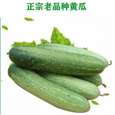 【本地王旱黄瓜种子】节节有瓜春秋黄瓜种子高产优品本地黄瓜种子图3