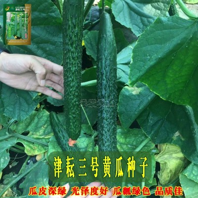 津耘3号黄瓜蔬菜种子春季秋季高产抗病夏季耐热油亮青瓜种籽图4