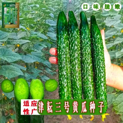津耘3号黄瓜蔬菜种子春季秋季高产抗病夏季耐热油亮青瓜种籽图3