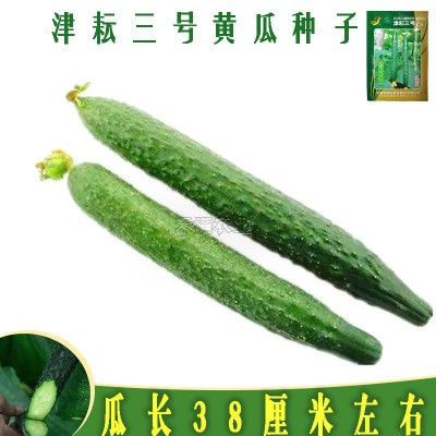 津耘3号黄瓜蔬菜种子春季秋季高产抗病夏季耐热油亮青瓜种籽图2
