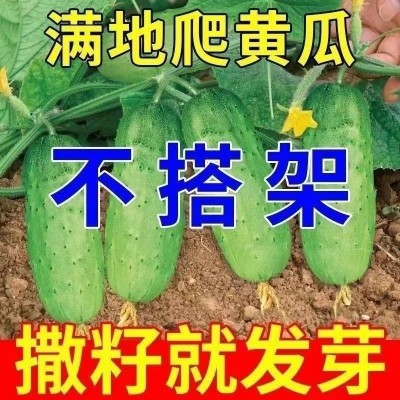 水果小黄瓜种子生吃四季蔬菜种子批发高产本地新品种阳台水果种籽图3