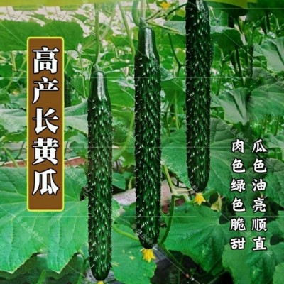 黄瓜种子高产春夏秋季耐热绿瓢密刺黄瓜种籽庭院四季阳台蔬菜种子图3