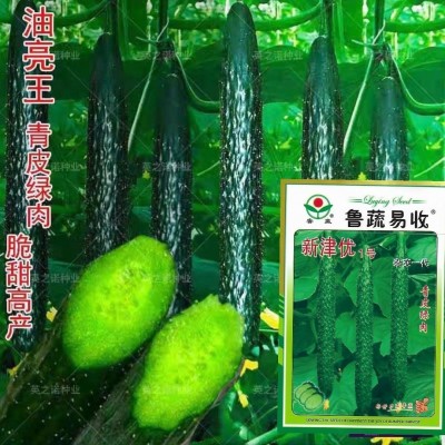 黄瓜种子高产春夏秋季耐热绿瓢密刺黄瓜种籽庭院四季阳台蔬菜种子图4