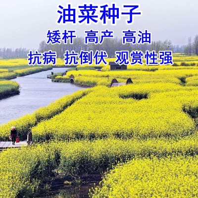 包邮新采油菜种子高产榨油观赏油菜籽食用耐寒耐旱德杂油菜花种籽图2