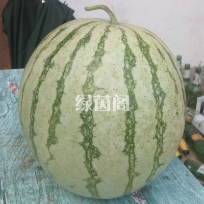 金花三号无籽西瓜种子特大高产巨型甜王南方春季四季蔬菜水果种孑图2