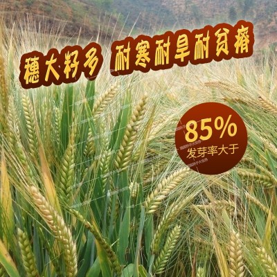 大麦种子饲用大麦草大麦芽苗菜生大麦大麦茶猫草牧用图5