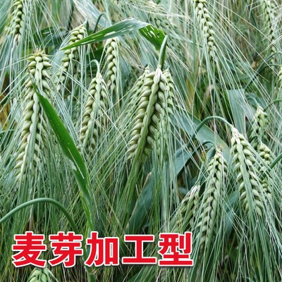 大麦种子饲用大麦草大麦芽苗菜生大麦大麦茶猫草牧用图3