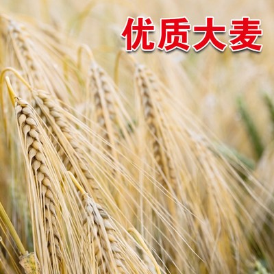 大麦种子饲用大麦草大麦芽苗菜生大麦大麦茶猫草牧用图2