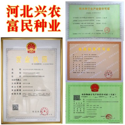 四季奶油草莓种子 农田菜园盆栽种植奶油红草莓籽鲜甜多只图4