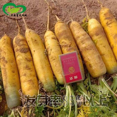甜脆齐头黄胡萝卜种子农田菜园长势强肉质细嫩甜脆黄胡萝卜蔬菜籽图3