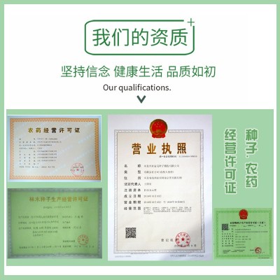 京红九寸参红胡萝卜种子 农田盆栽脆甜红皮红心易储藏胡萝卜籽图4