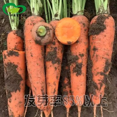 京红九寸参红胡萝卜种子 农田盆栽脆甜红皮红心易储藏胡萝卜籽图3