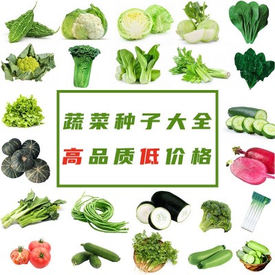 蔬菜种子批发辣椒种子茄子西红柿青菜四季阳台盆栽春季蔬菜种籽图2