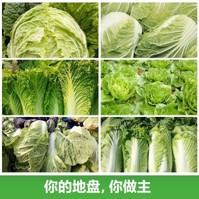 厂家直销四季白菜种子批发大棚基地蔬菜种子满2件起可代发可授权图2