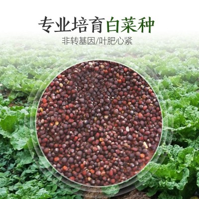 厂家直销四季白菜种子批发大棚基地蔬菜种子满2件起可代发可授权图3