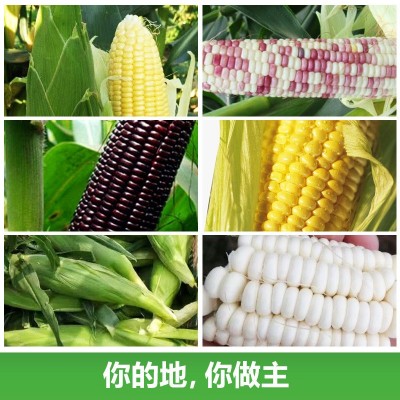 厂家直销四季玉米种子批发大棚基地蔬菜种子2件起发可代发可授权图4