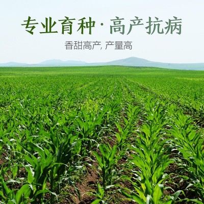 厂家直销四季玉米种子批发大棚基地蔬菜种子2件起发可代发可授权图3