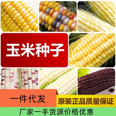 厂家直销四季玉米种子批发大棚基地蔬菜种子2件起发可代发可授权图2