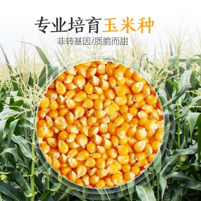 厂家直销四季玉米种子批发大棚基地蔬菜种子2件起发可代发可授权