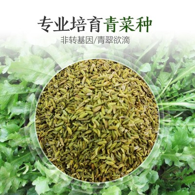 厂家直销四季蔬菜种子批发大棚基地蔬菜种子2件起发可代发可授权图3