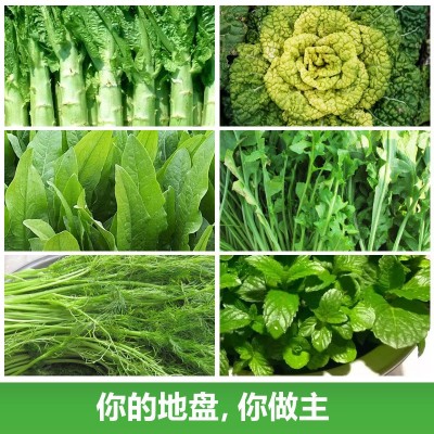 厂家直销四季蔬菜种子批发大棚基地蔬菜种子2件起发可代发可授权图2
