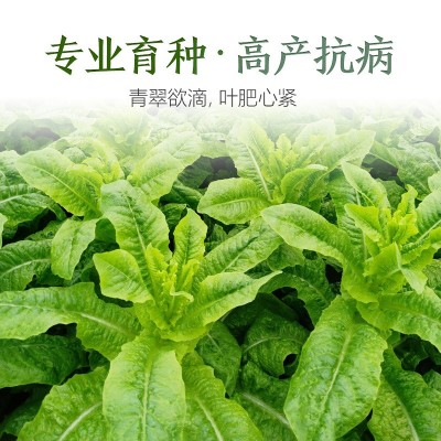 厂家直销四季蔬菜种子批发大棚基地蔬菜种子2件起发可代发可授权图4