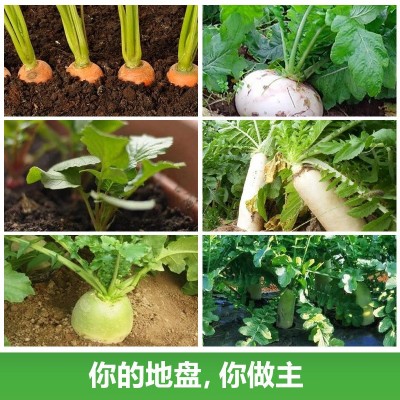 厂家直销水果萝卜种子沙窝萝卜大青萝卜七寸参胡萝卜潍县青萝卜种图2