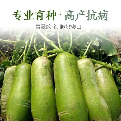 厂家直销水果萝卜种子沙窝萝卜大青萝卜七寸参胡萝卜潍县青萝卜种图4