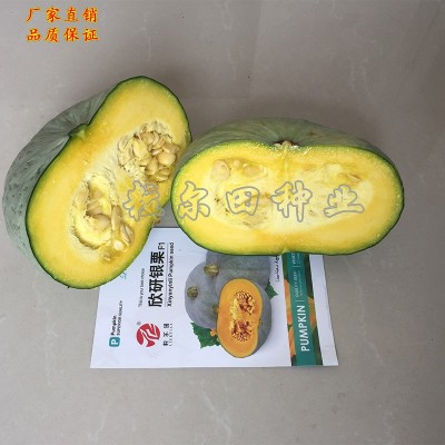 欣研银栗南瓜种子 新疆银栗 甜面板栗甘糯香甜 银栗南瓜种籽图2