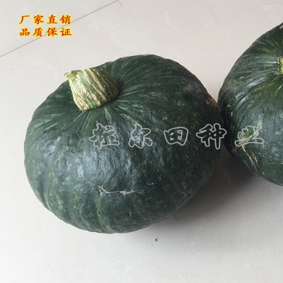 欣研大贝贝南瓜种子南瓜种子 板栗南瓜种子味甘面甜 绿蔬菜种子图2