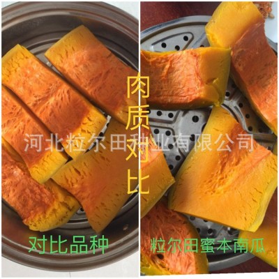 蔬菜种子 粉糯甜面口感好 粒尔田早甜蜜本甘栗南瓜种籽 南瓜种子图3