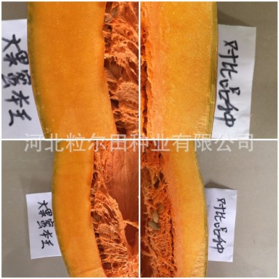 蔬菜种子 粉糯甜面口感好 粒尔田早甜蜜本甘栗南瓜种籽 南瓜种子图2