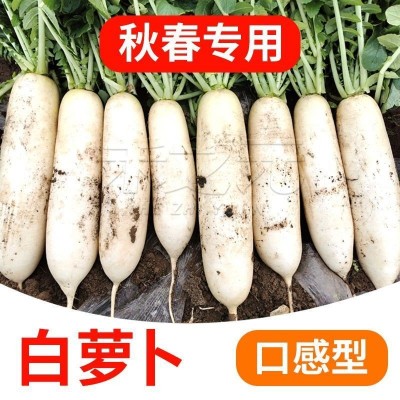 春不老九斤王白萝卜萝卜种子特大水果萝卜夏秋季耐寒种籽农家种孑图2
