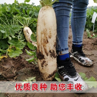 十斤王萝卜种子 春不老南畔洲白萝卜种籽 不空心四季蔬菜种子图2
