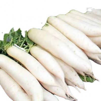 短叶十三号早萝卜种子 农田菜园肉厚脆嫩皮白光滑大白萝卜蔬菜籽图4