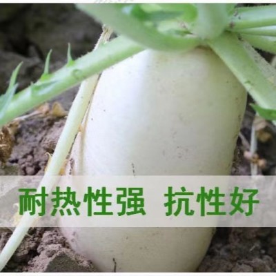 短叶十三号早萝卜种子 农田菜园肉厚脆嫩皮白光滑大白萝卜蔬菜籽图5